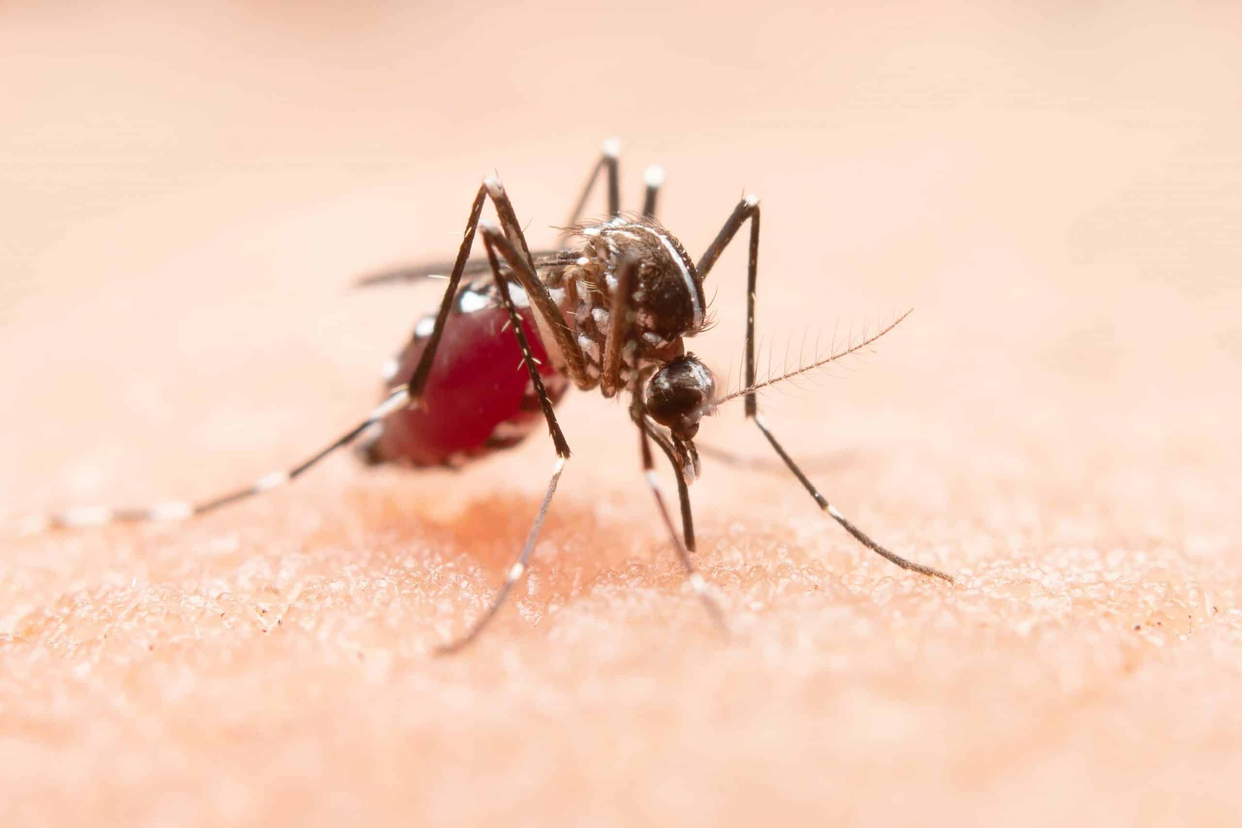 Dengue: Serotipos y Genotipificación